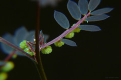 Phyllanthus urinaria